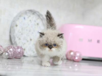 Duchess Blue Eyes - Persian - Gallery Photo #1