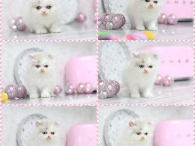 SOLD Marie Blue Eyes - Persian - Gallery Photo #1