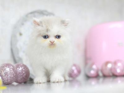 Marie Blue Eyes - Persian - Gallery Photo #1