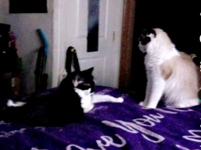 Twoface - Maine Coon - Gallery Photo #1