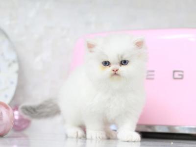 Toulouse Blue Eyes - Persian - Gallery Photo #1
