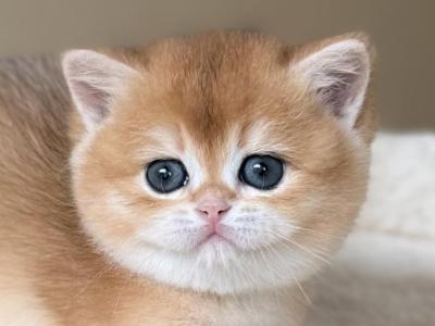 Irma - British Shorthair - Gallery Photo #1