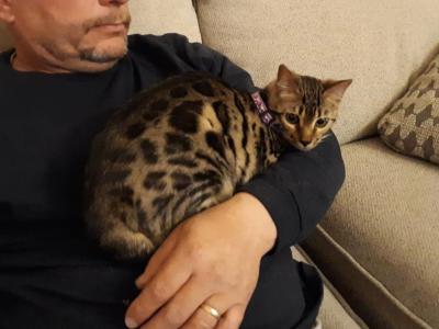 Tica High Quality Bengal Girl - Bengal - Gallery Photo #1