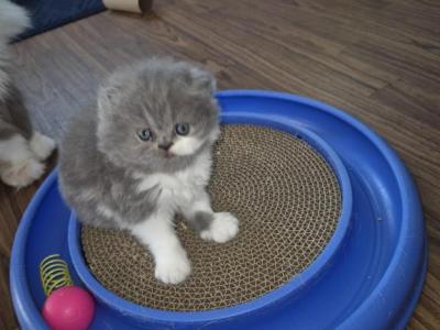 PERSIAN & EXOTIC SHORTHAIR - Persian - Gallery Photo #1