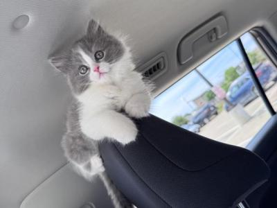 Grey And White Female Persian Ragdoll - Persian - Gallery Photo #1