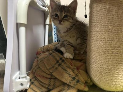 Kittens - American Shorthair - Gallery Photo #1