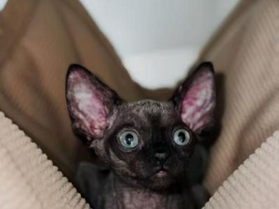 BAT - Devon Rex - Gallery Photo #1