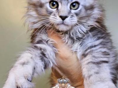Erica - Maine Coon - Gallery Photo #1