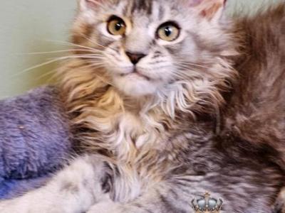 Erica - Maine Coon - Gallery Photo #1