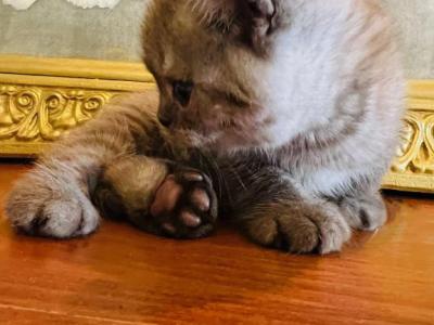 BRITISH SHORTHAIR KITTENS - British Shorthair - Gallery Photo #1