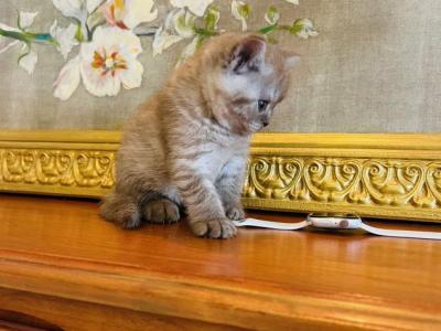 BRITISH SHORTHAIR KITTENS - British Shorthair - Gallery Photo #1