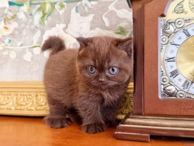 BRITISH SHORTHAIR KITTENS CHOCOLATE BOY - British Shorthair - Gallery Photo #1