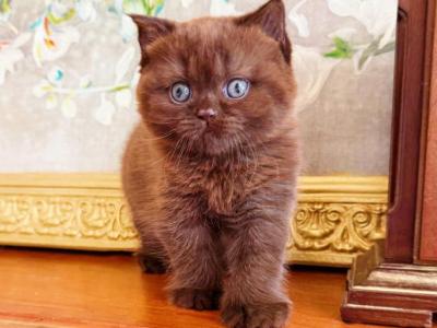 BRITISH SHORTHAIR KITTENS CHOCOLATE BOY - British Shorthair - Gallery Photo #1