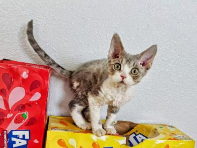 COCO - Devon Rex - Gallery Photo #1