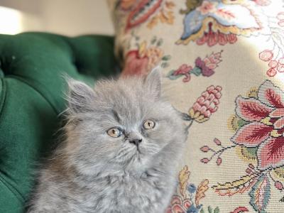 Cinder - Persian - Gallery Photo #1