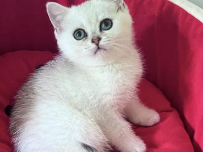 Zara - British Shorthair - Gallery Photo #1
