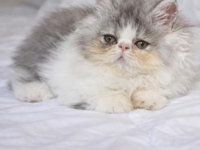 Cookie's Babies - Persian - Gallery Photo #1