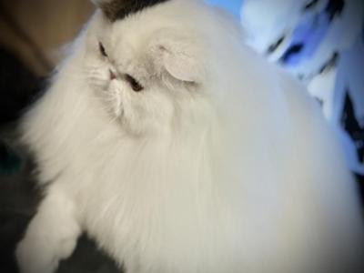 GC NW NESHAMA SHELI MALEKH - Persian - Gallery Photo #1