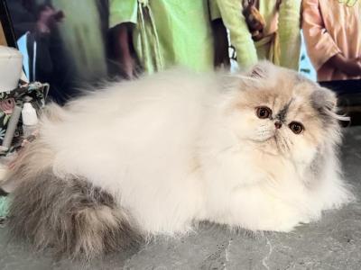 CH NESHAMA SHELI ESTHER - Persian - Gallery Photo #1