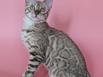 Wendy - Bengal - Gallery Photo #1