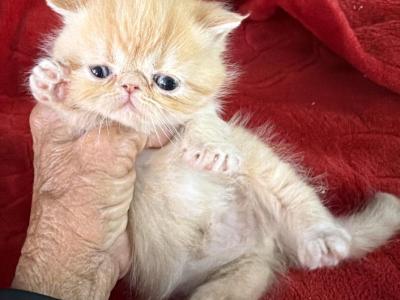 Exotic  Red And White Shorthair Female - Exotic - Gallery Photo #1