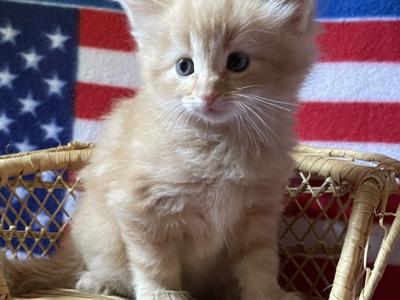 Buddy - Norwegian Forest - Gallery Photo #1