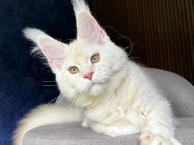 Xipil - Maine Coon - Gallery Photo #1
