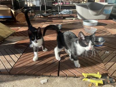 Chacha - Domestic - Gallery Photo #1