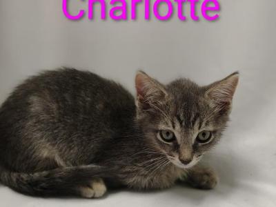 Charlotte - Domestic - Gallery Photo #1
