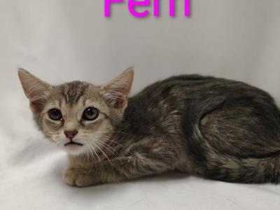 Fern - Domestic - Gallery Photo #1