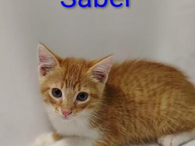 Saber - Domestic - Gallery Photo #1
