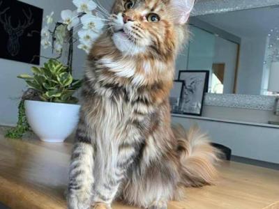 Loe - Maine Coon - Gallery Photo #1