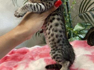 Exotic F6 Kittens - Savannah - Gallery Photo #1