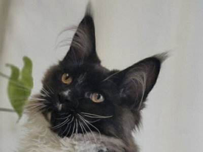 Mellon - Maine Coon - Gallery Photo #1