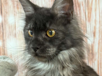 Rada - Maine Coon - Gallery Photo #1