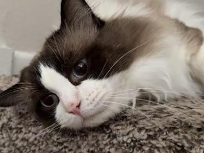 Barsik - Ragdoll - Gallery Photo #1