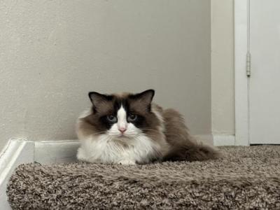 Barsik - Ragdoll - Gallery Photo #1