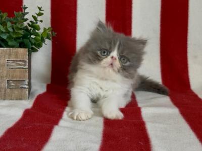Obi - Persian - Gallery Photo #1