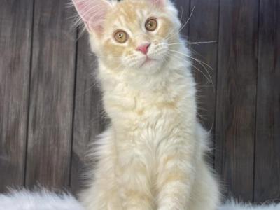 Lola - Maine Coon - Gallery Photo #1