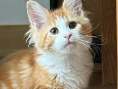 Kona - Maine Coon - Gallery Photo #1