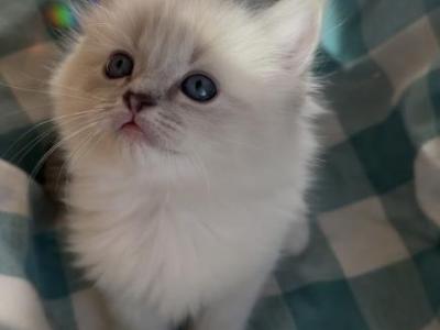 Tiffany TICA Ragdoll - Ragdoll - Gallery Photo #1