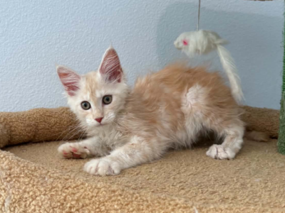 Maui Female - Maine Coon - Gallery Photo #1