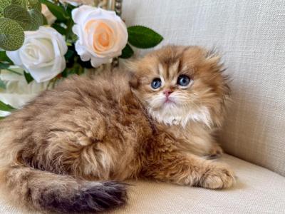 Scottish Fold Longhair Golden Male - Scottish Fold - Gallery Photo #1