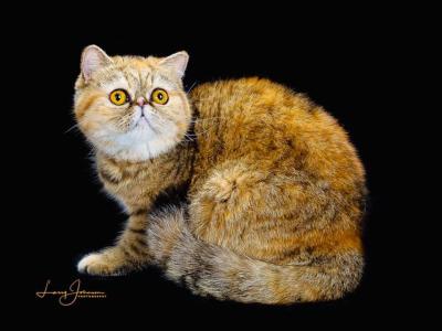 Willow1 - Persian - Gallery Photo #1