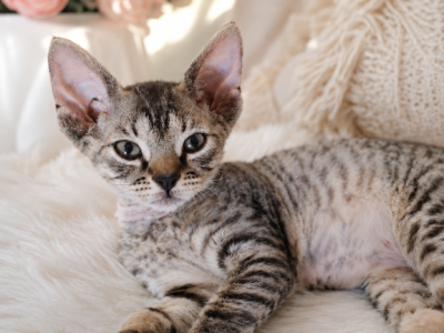 Devon Rex Black Tabby Male And Female - Devon Rex - Gallery Photo #1