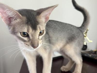 Stacy - Abyssinian - Gallery Photo #1