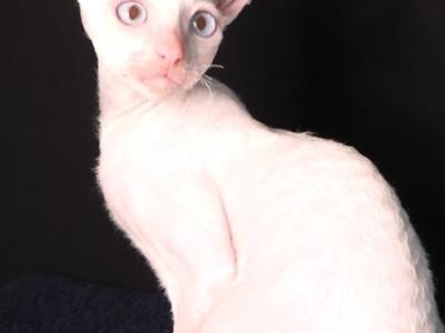 Arcy - Cornish Rex - Gallery Photo #1