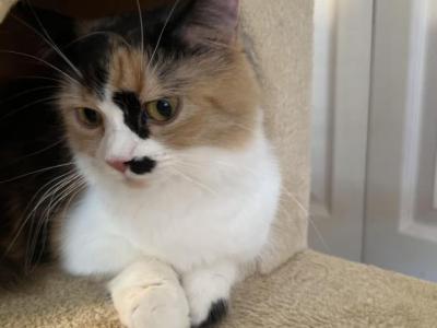Mango - Munchkin - Gallery Photo #1