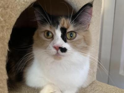 Mango - Munchkin - Gallery Photo #1