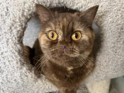 MOMO - British Shorthair - Gallery Photo #1